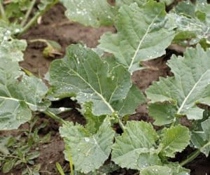 Dokarmianie rzepaku: mocznik podaj dolistnie!