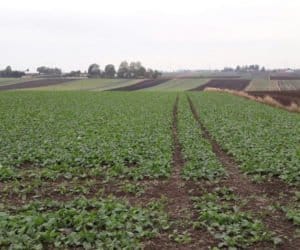 Rzepak atakuje śmietka kapuściana i&nbsp;mszyce