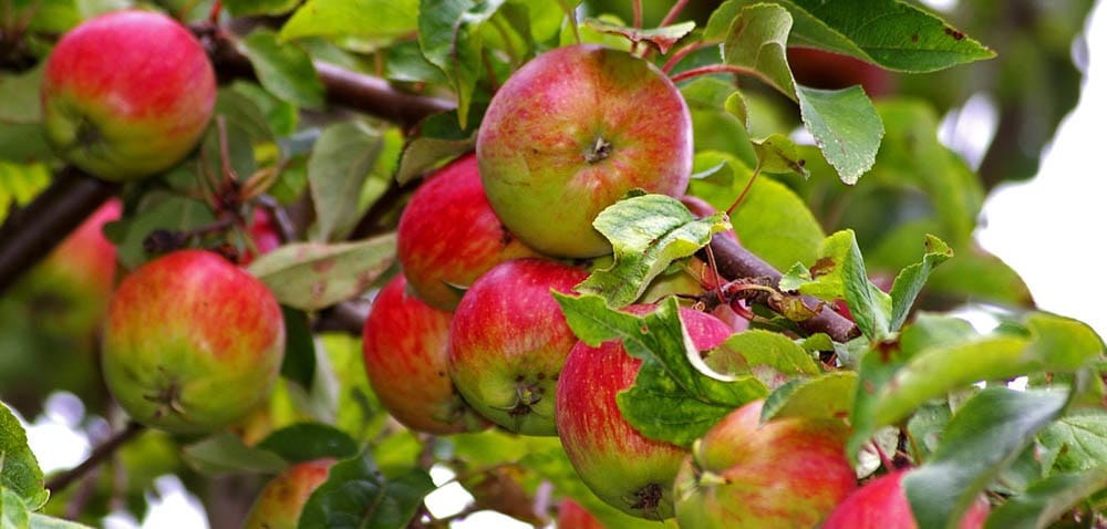 Ile kosztuje hektar sadu?