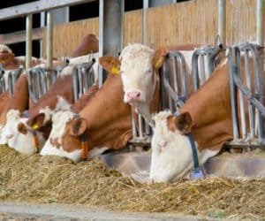 Stół paszowy: jak powinien być skonstruowany?