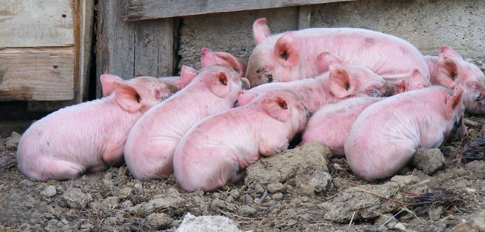 Wielkopolska: szkolenia o&nbsp;ASF i&nbsp;bioasekuracji