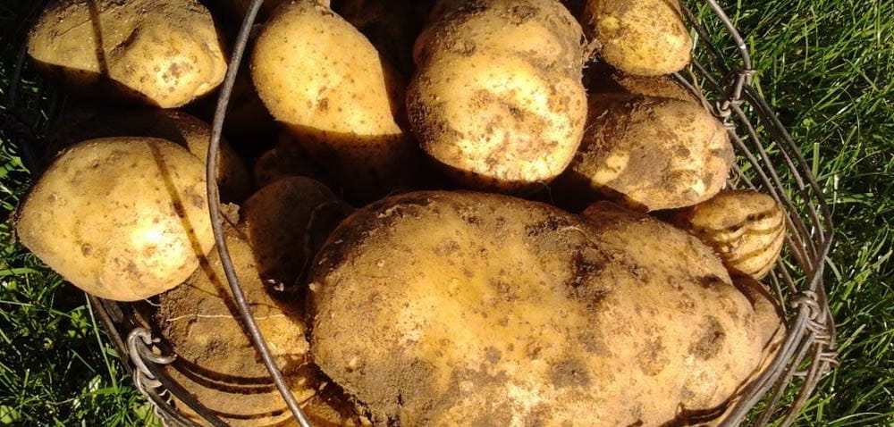 Ziemniaki: dobre zbiory i&nbsp;ceny w&nbsp;Wielkopolsce