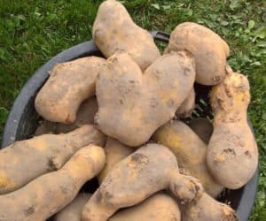 Rekordowe zbiory. Ziemniaki tanie jak… jabłka