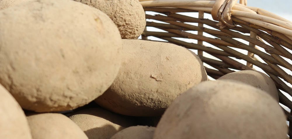 Ziemniaki: czy będą kłopoty z&nbsp;przechowaniem?