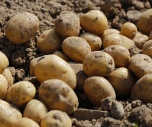 Ziemniaki: wykopki w&nbsp;deszczu