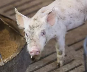 Witaminy w&nbsp;żywieniu świń