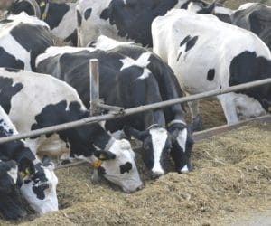 Wyzwania hodowców bydła i&nbsp;rozwiązania finansowe BZ WBK Leasing