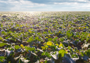 jesienne nawożenie rzepaku