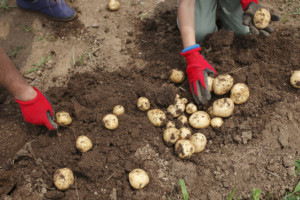 uprawa ziemniaków