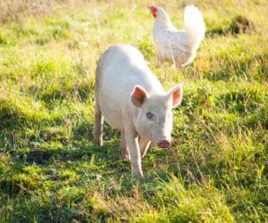 Internetowy hejt na rolników się nasila!