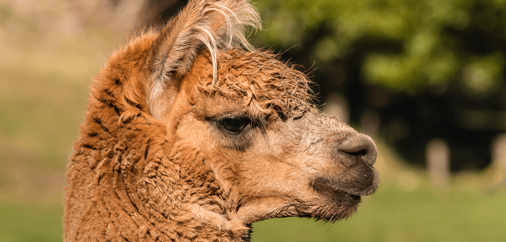 alpaca day