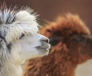Alpaca Day 2016: zobacz, co zaplanowano!