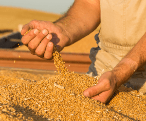 Nie bagatelizuj pism z&nbsp;Agencji Nasiennej