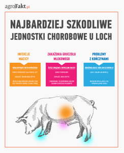 zdrowe lochy