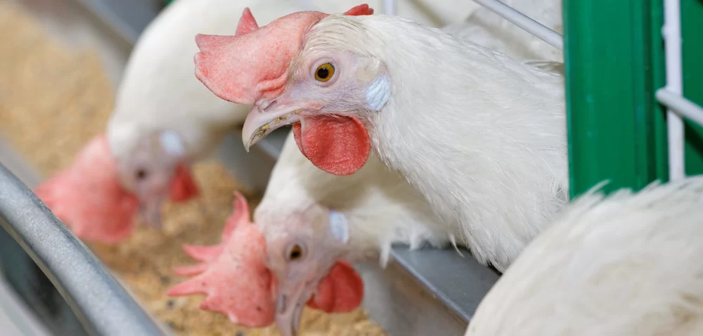 Co dalej z paszami GMO?