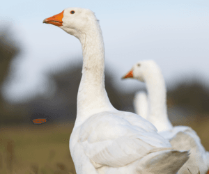 Gęsina na św. Marcina. Jak w&nbsp;Polsce wygląda rynek gęsi?