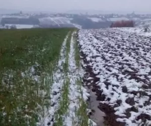 Jak pogoda hartuje oziminy?