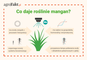 mangan wzmocni system korzeniowy roślin