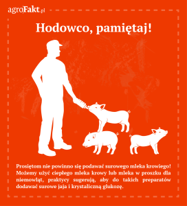 jak karmić prosięta, gdy zdechła maciora?
