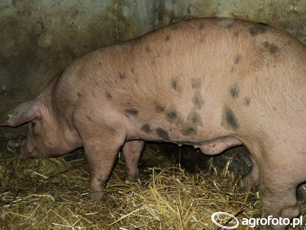 krzyżowanie świń