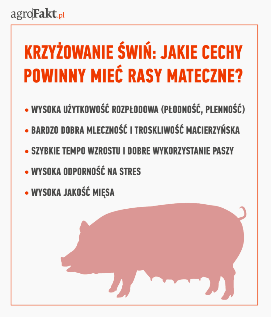 Czym powinny się charakteryzować rasy matczyne?