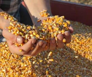 Kukurydza: rolnicy zadowoleni z&nbsp;plonów, ale nie z&nbsp;ceny