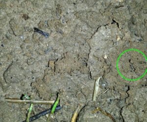 W zbożach żeruje łokaś garbatek