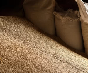 Szkodniki magazynowe zbóż