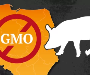 Rolników nikt nie pytał, co myślą o&nbsp;paszach GMO