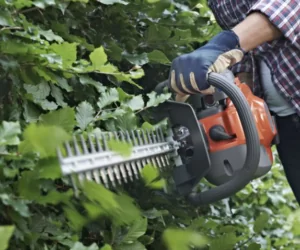 Ostre cięcie: ostatnie strzyżenie przed zimą