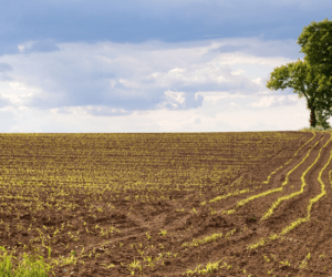 Agroklimat w&nbsp;Polsce: jak wpływa na rolnictwo?