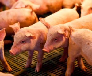 W jaki sposób najlepiej ogrzewać prosięta?