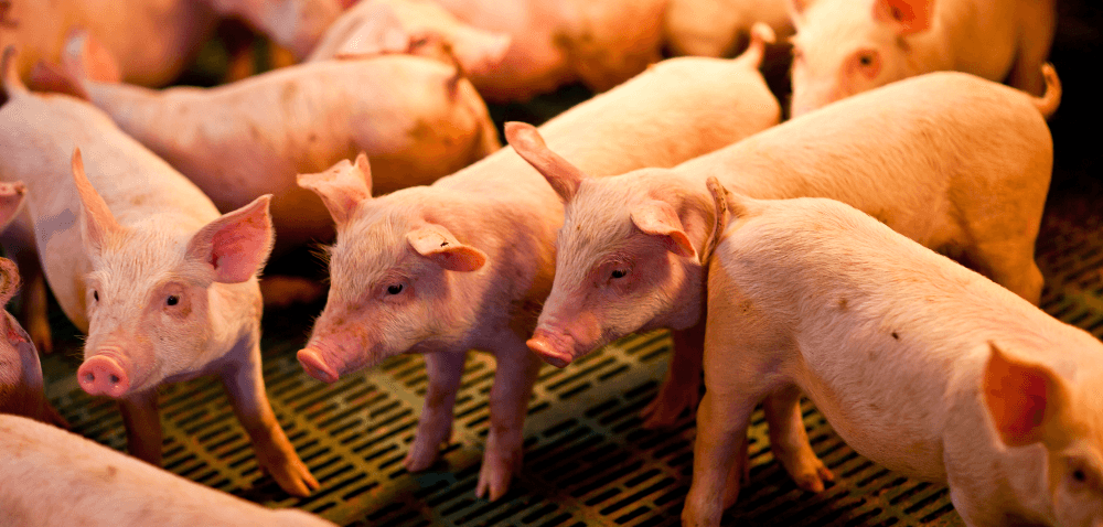 W jaki sposób najlepiej ogrzewać prosięta?