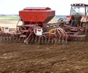 Mocno opóźniony termin siewu