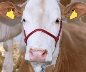 Czy warto hodować simentale?