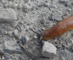 Czy szkodniki powrócą, gdy się ociepli?