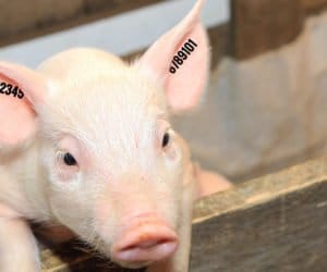 Tatuowanie albo kolczyk: czy będzie wybór?