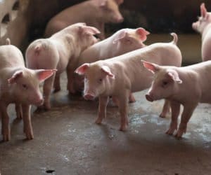 Gdy świniom w&nbsp;chlewie jest za zimno