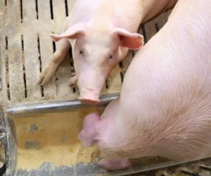 Emisja amoniaku w&nbsp;chlewni: jak ją obniżyć za pomocą żywienia?