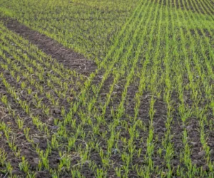 Czy i&nbsp;kiedy siać przewódki?