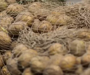 Producenci ziemniaków pozbawieni pomocy?