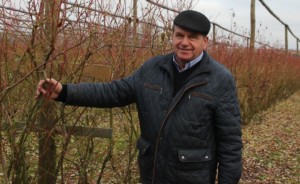 borówki i kubota