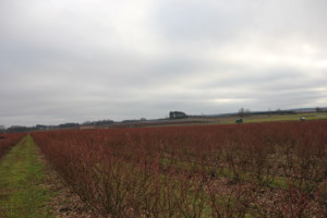 borówki i kubota