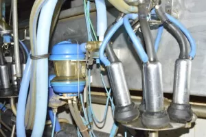 Dojenie krów: AfiMilk, AfiLab i wyspecjalizowany monitoring