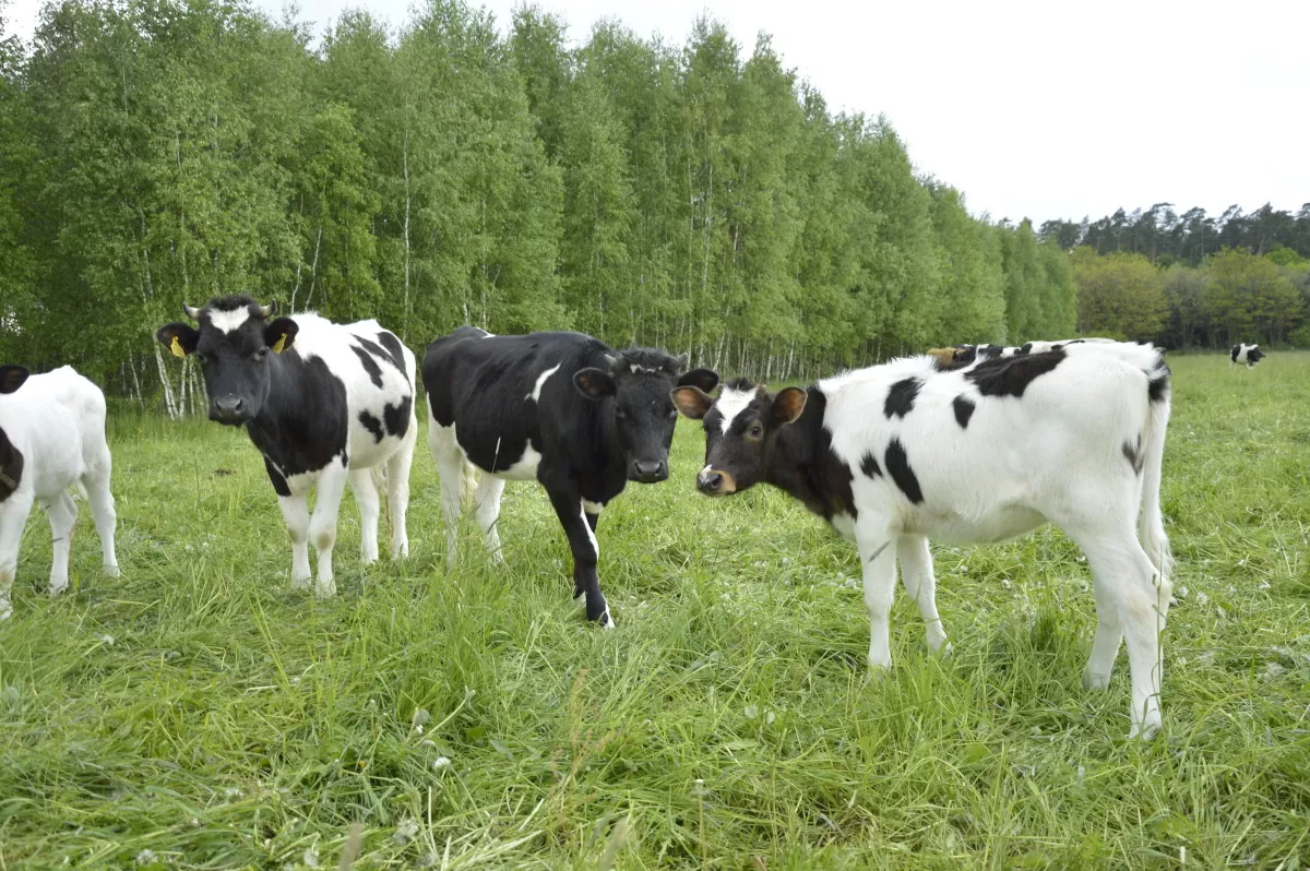 Dojenie krów: AfiMilk, AfiLab i wyspecjalizowany monitoring