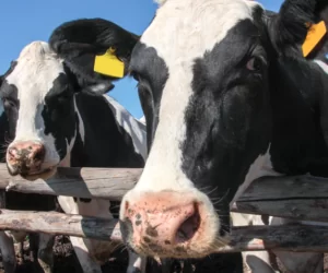 Tinder dla krów czyli jak umówić zwierzę na randkę