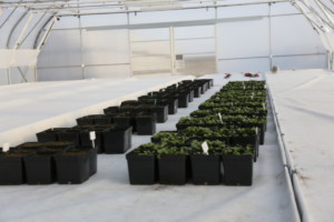 tunel agrodynamiczny