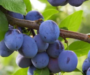 Plum Pox – jak zwalczyć szarkę śliwy?