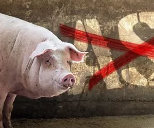 Walka z&nbsp;ASF w&nbsp;Europie