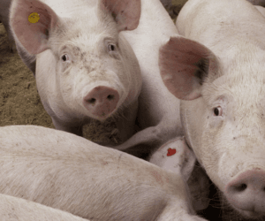 Ubezpieczenia zwierząt gospodarskich – czy obejmują ASF?